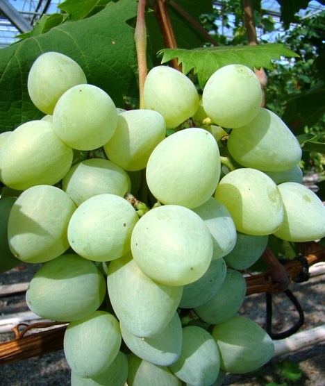 Виноград Монарх