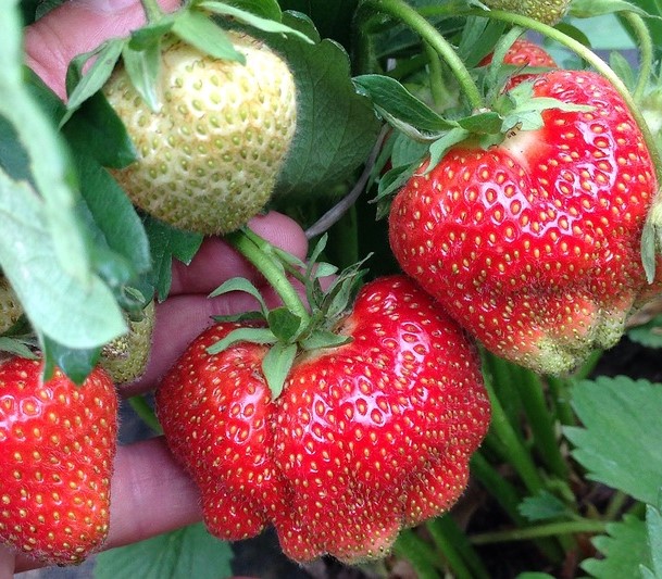 Клубника Гигантелла (крупноплодная)