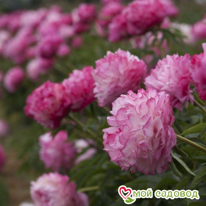 Пион Джокер