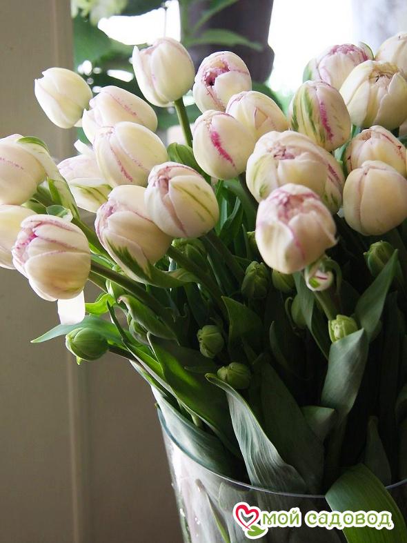 Тюльпан махровый Нормандия