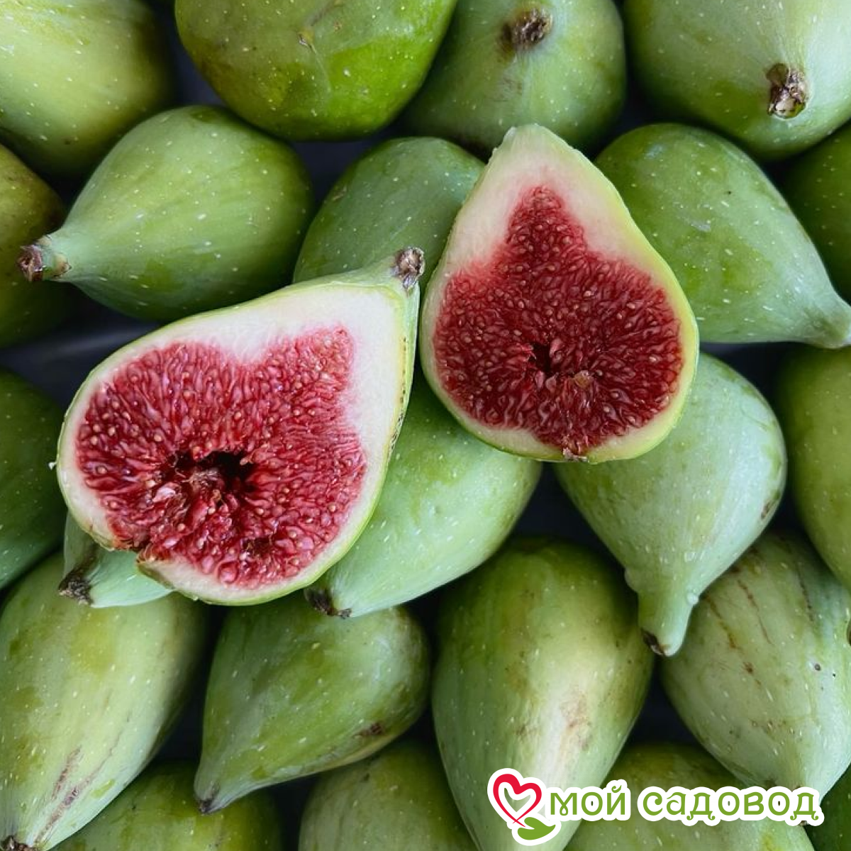 Инжир Билинс